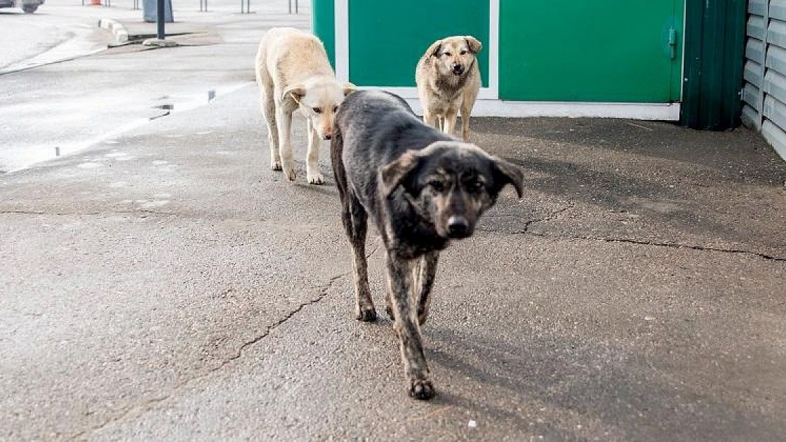 Александр Бастрыкин поручил расследовать нападение собак на девочку в Краснодарском крае