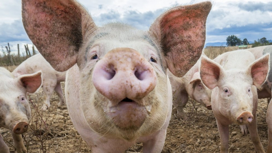 В Астраханской области голодные свиньи напали на людей и собак