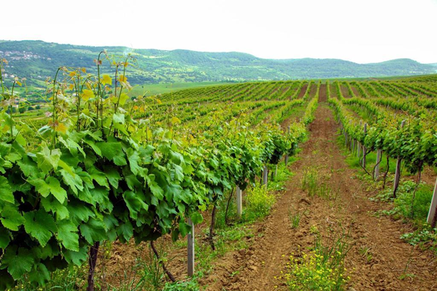 Более 900 га виноградников заложат в Дагестане в следующем году