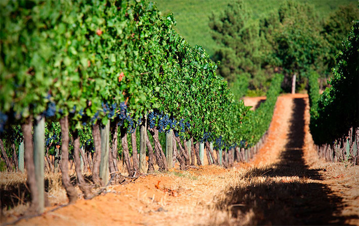 На Кубани на 15% вырастет винное производство в следующем году