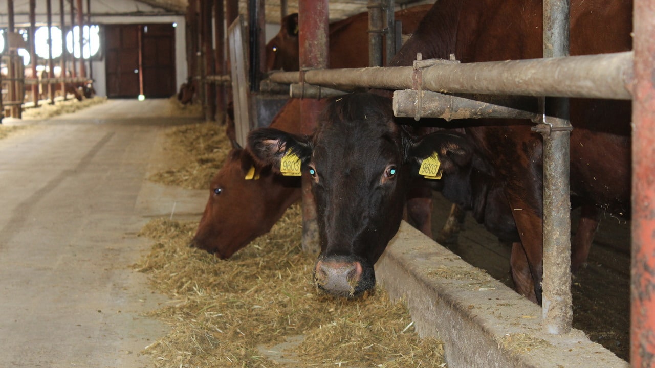 В Крыму обнаружена вспышка бруцеллеза у коров впервые за 20 лет