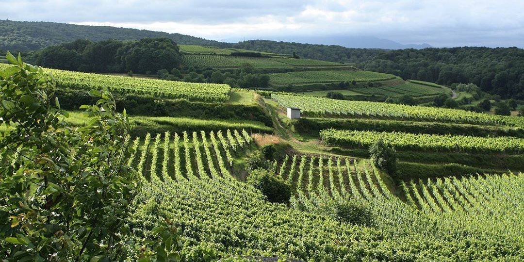 Регионы СКФО на треть увеличили производство вина