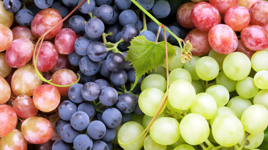 Регионы ЮФО и СКФО получат федеральную поддержку на развитие виноградарства