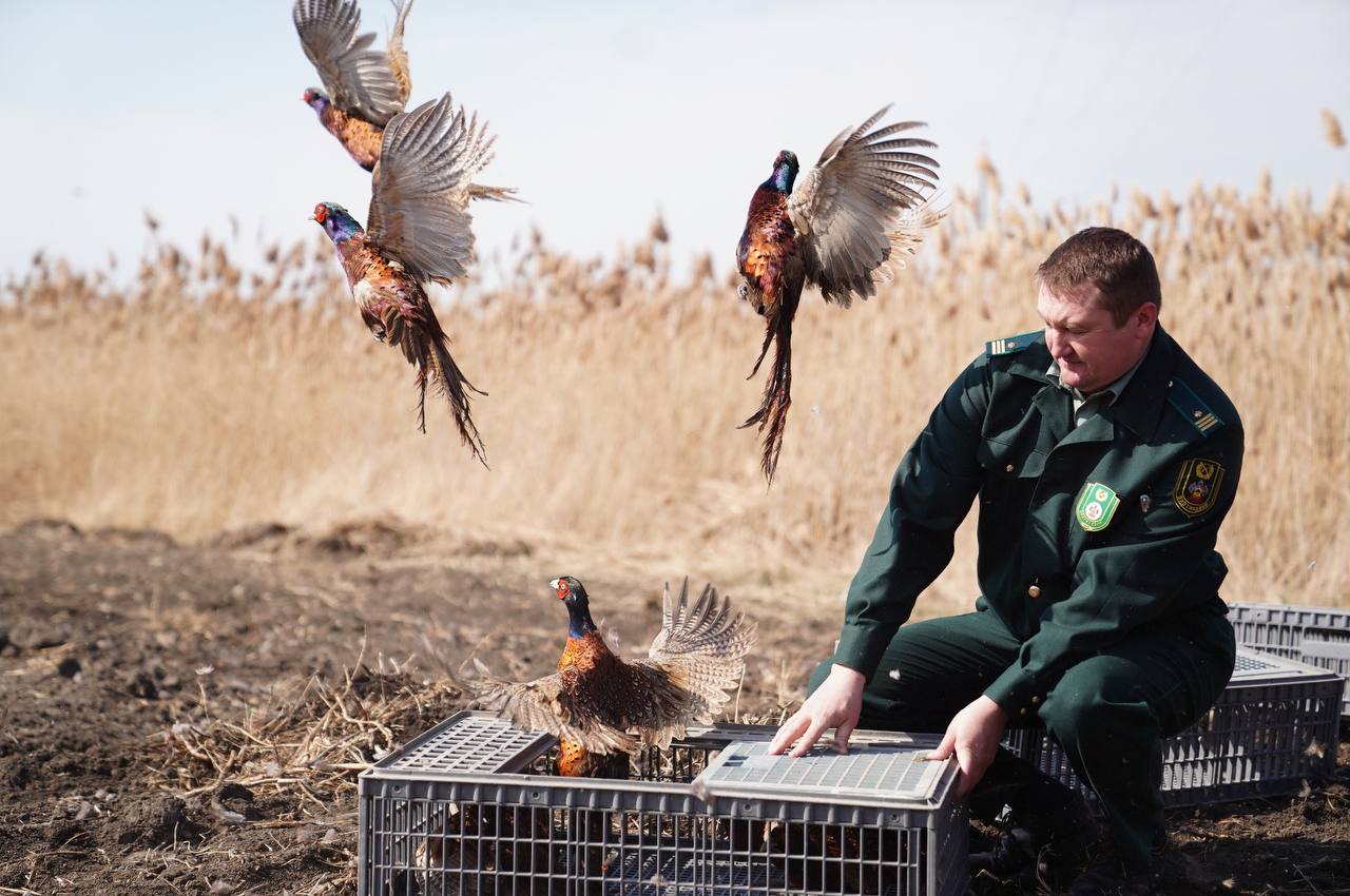 В Краснодарском крае Минприроды выпустило на волю 300 фазанов