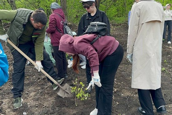 В Карачаево-Черкесии высадили березовую рощу