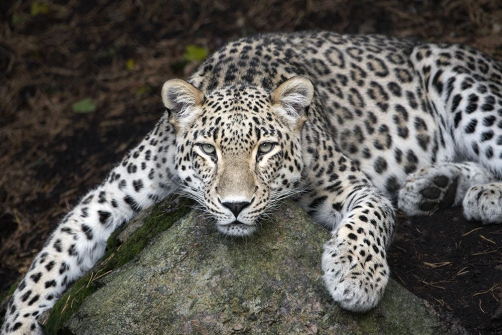 Редчайшего переднеазиатского леопарда застрелили браконьеры в Северной Осетии