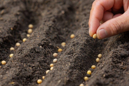 Депутат Госдумы Дмитрий Лоцманов проверил уровень обеспеченности аграриев семенами