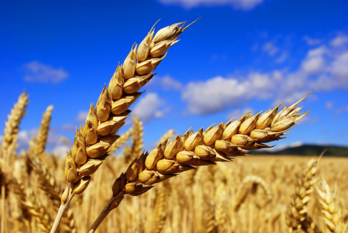 Карачаево-Черкесия увеличила поставку зерна на 71% с начала года