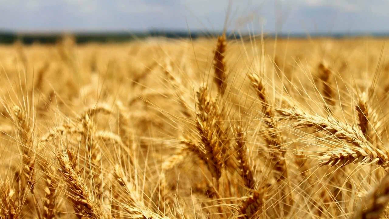 Вениамин Кондратьев сообщил о старте уборочной кампании на этой неделе
