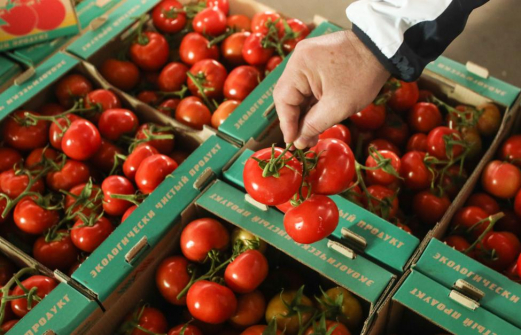 На Кубани увеличился валовой сбор овощей на 20%
