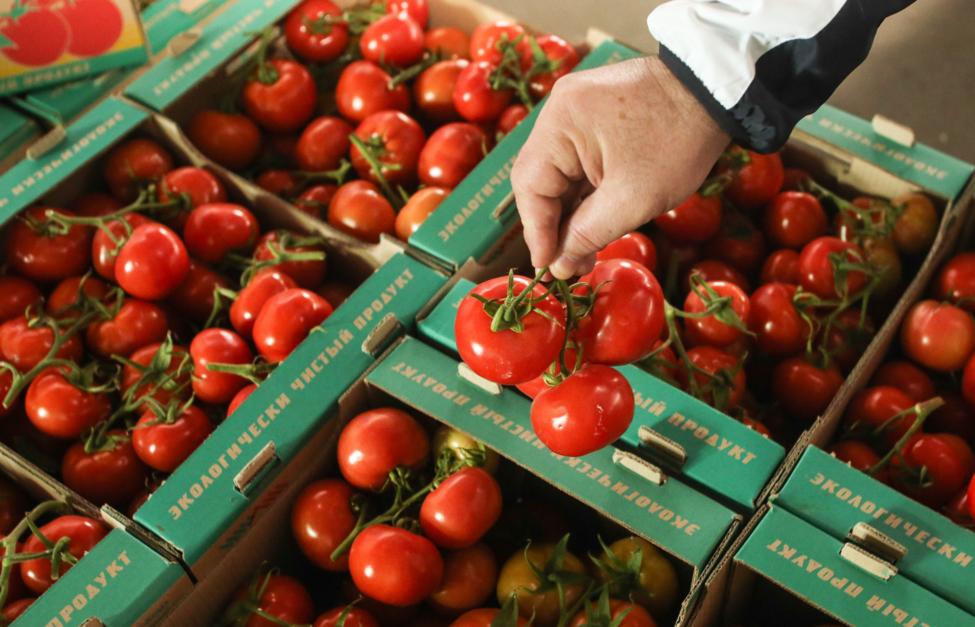На Кубани увеличился валовой сбор овощей на 20%
