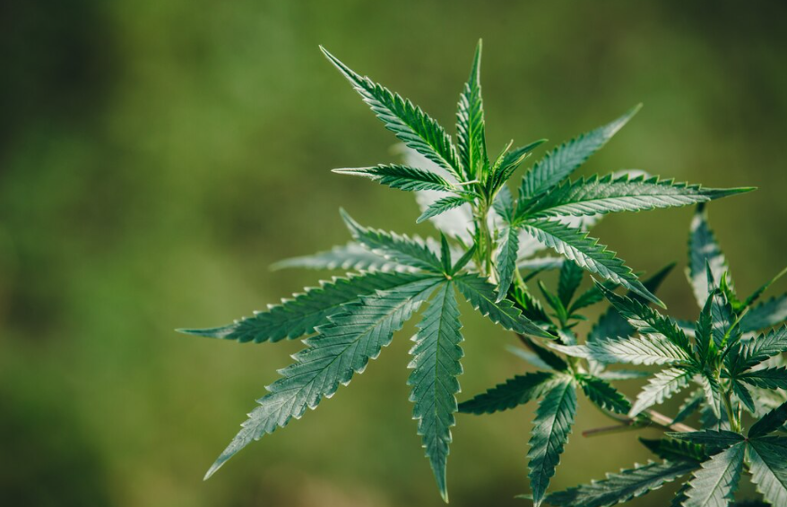 В Тимашевском районе Кубани изъяли 13 кг наркотиков у местного жителя