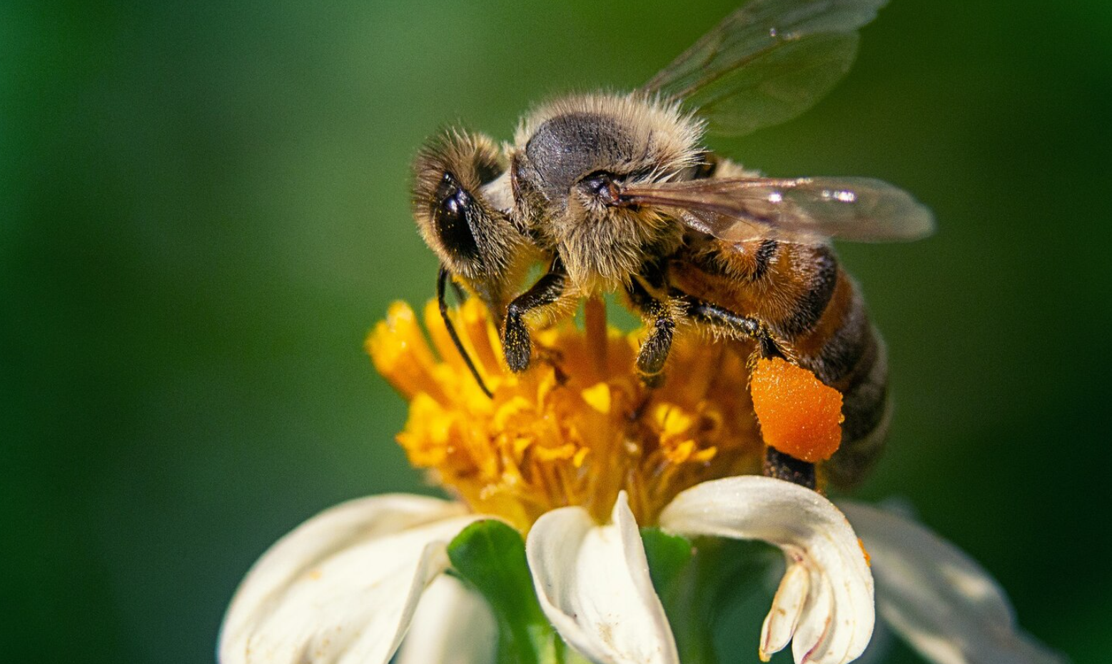 Число пчелиных семей в Крыму сократилось почти на миллион за 26 лет