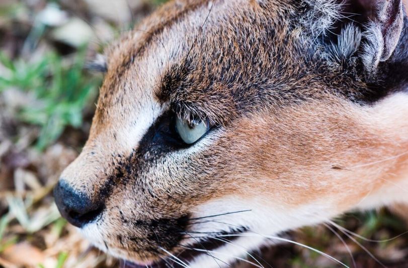 В Крыму и Севастополе зафиксирован рост случаев бешенства среди диких животных