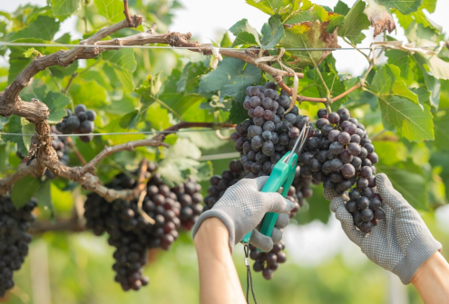 В Крыму завершается сезон сбора винограда-2025