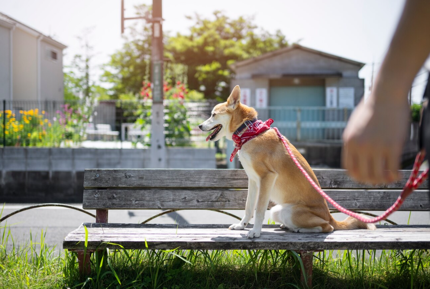 В России утвердили единый стандарт для площадок выгула собак