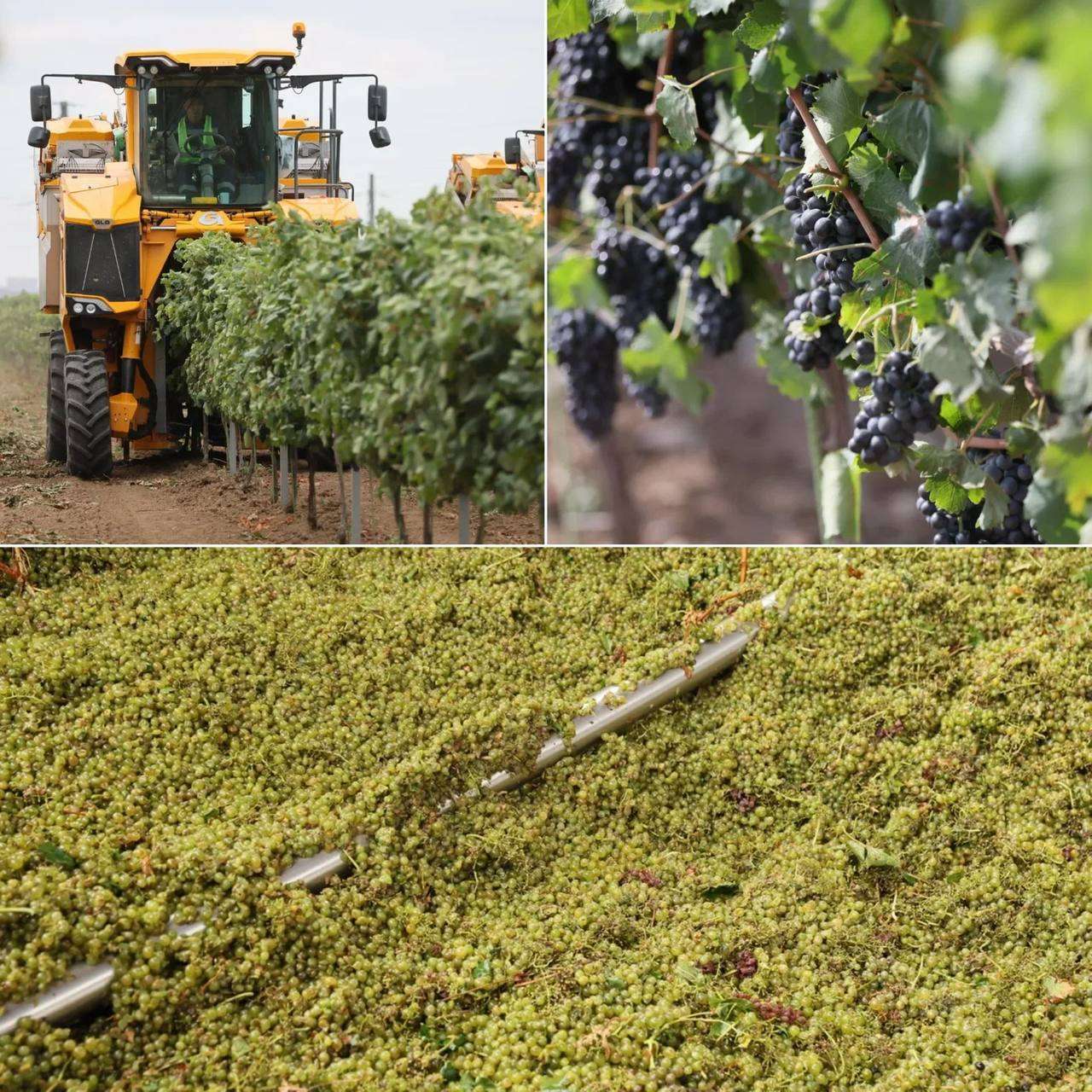 Краснодарский край установил исторический рекорд по сбору винограда