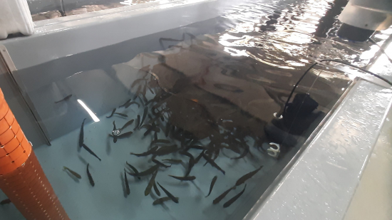 ОТЭКО продолжила многолетнюю традицию выполнения компенсационных мероприятий