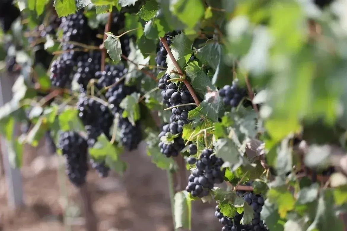 Краснодарский край формирует почти половину спроса на игристые вина в ЮФО
