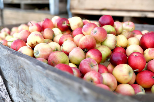 СКФО соберёт более половины российских яблок и груш в 2025 году