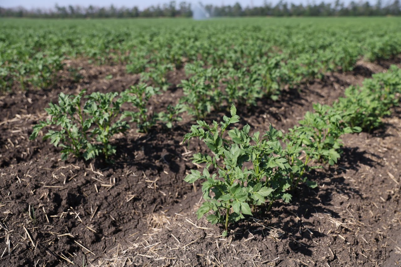 Правительство России увеличит финансирование программы льготных агрокредитов на 5 млрд рублей