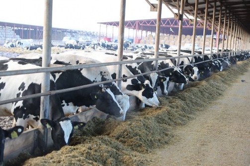 В Иловлинском районе Волгоградской области введен карантин по бруцеллезу