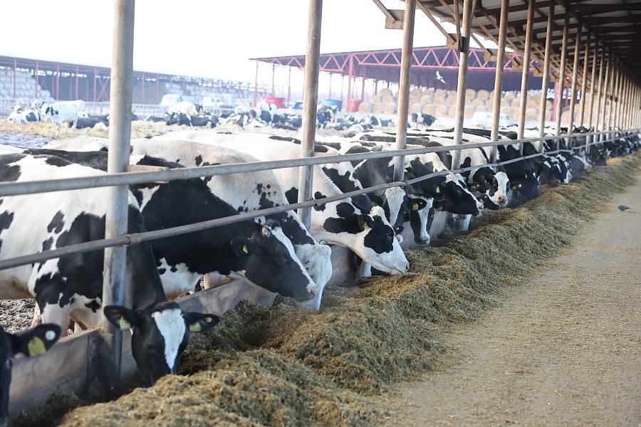 В Иловлинском районе Волгоградской области введен карантин по бруцеллезу