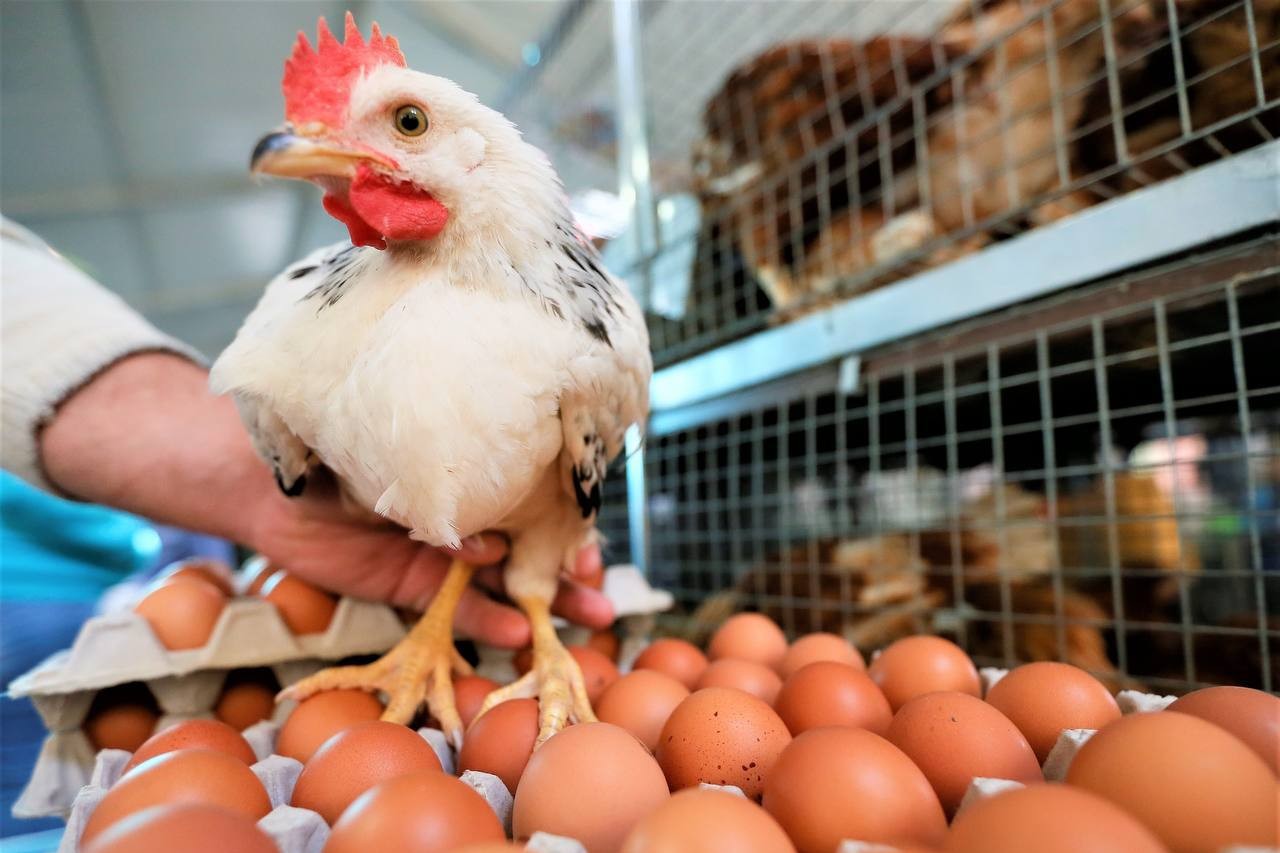Кубань увеличила экспорт мяса и мясопродуктов до 27,8 тысячи тонн