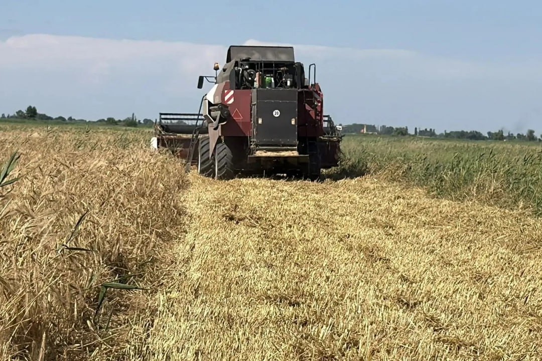 В Дагестане стартовала уборка озимых зерновых культур